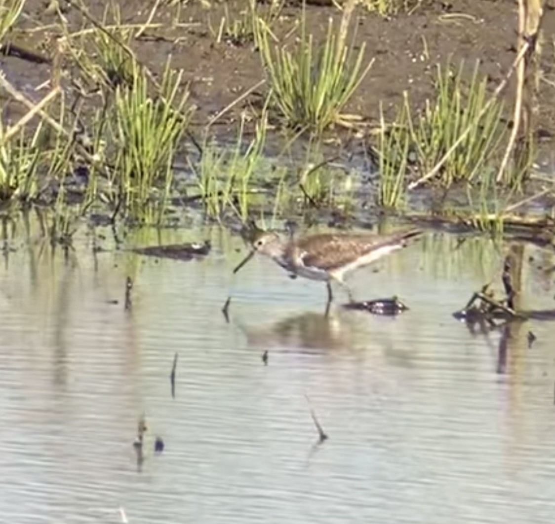 eremittsnipe - ML463706391