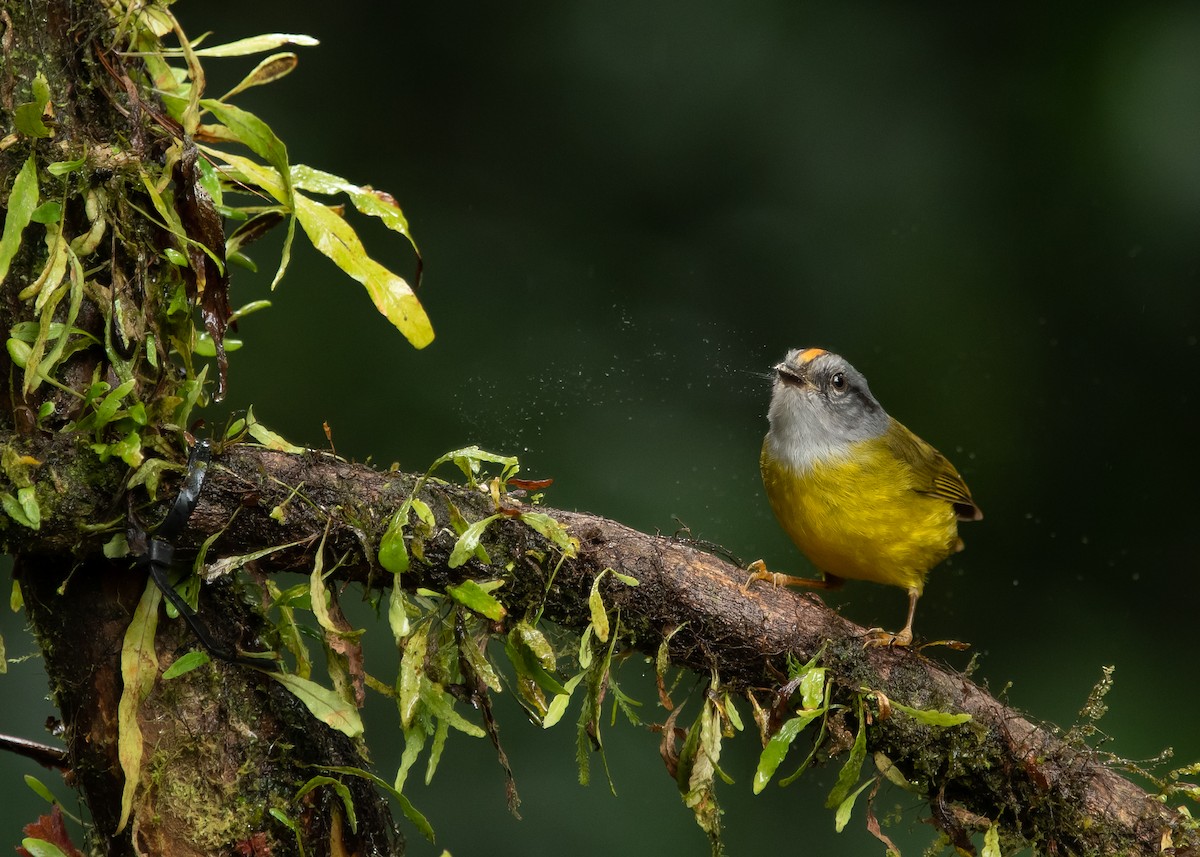 Russet-crowned Warbler - Robert Gundy