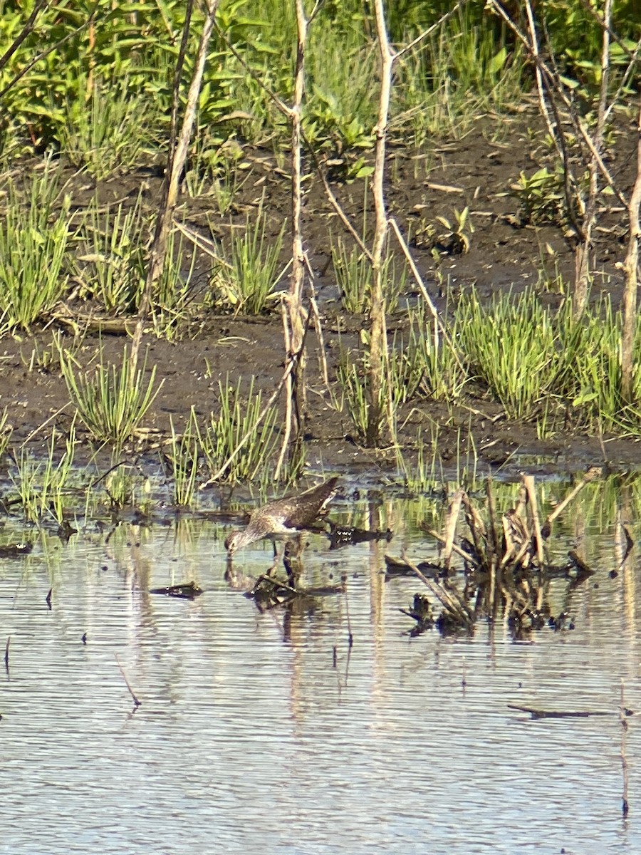 eremittsnipe - ML463707101