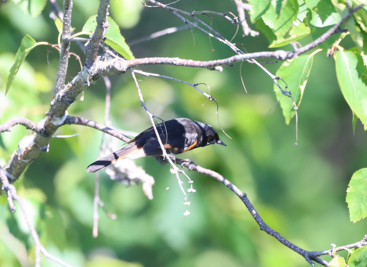 American Redstart - Daniel Laforce