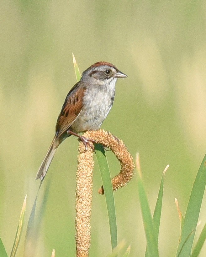 Swamp Sparrow - ML463708291