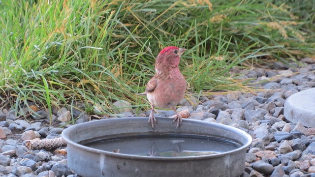 Cassin's Finch - ML463711891
