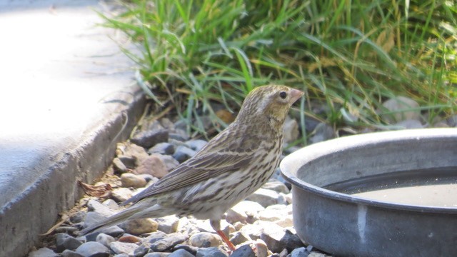Cassin's Finch - ML463711901