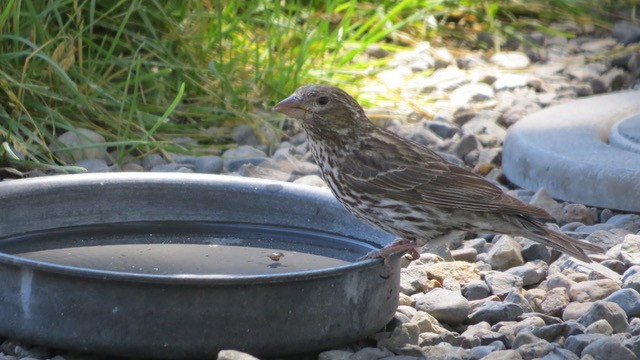 Cassin's Finch - ML463711911