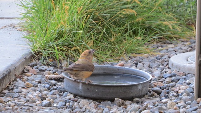 Red Crossbill - ML463712041