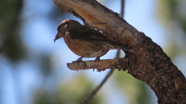 Red Crossbill - ML463712051