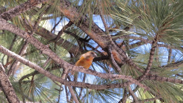 Red Crossbill - ML463712061
