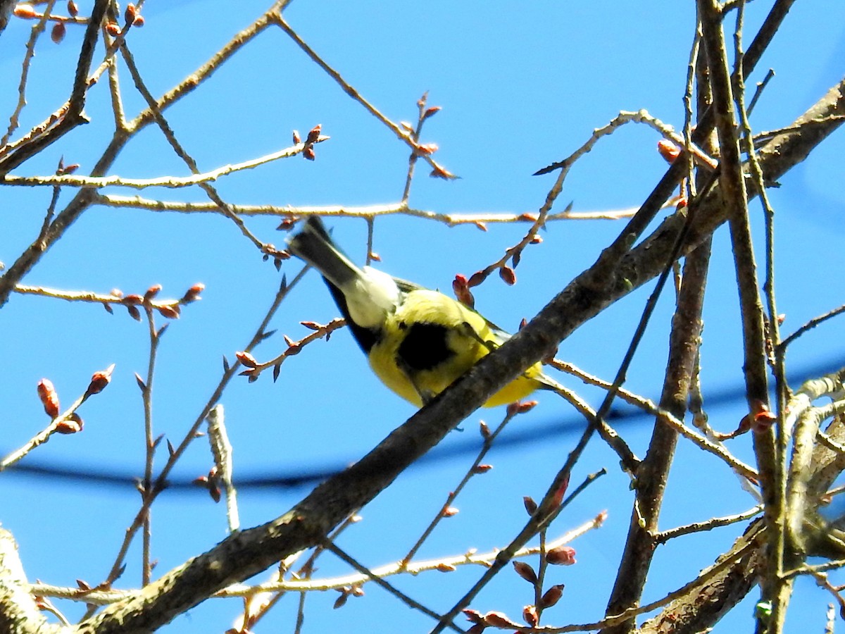 Taiwan Yellow Tit - ML463712621