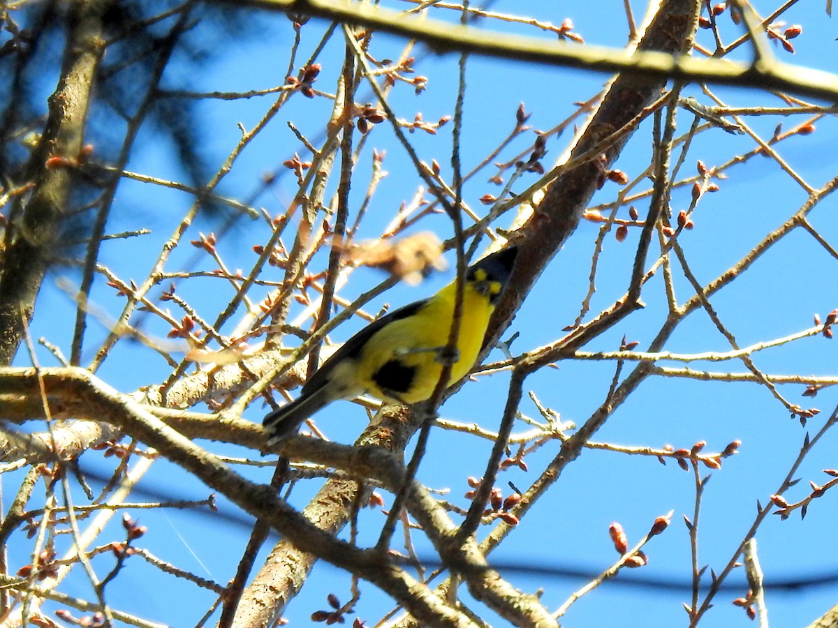 Taiwan Yellow Tit - ML463712631