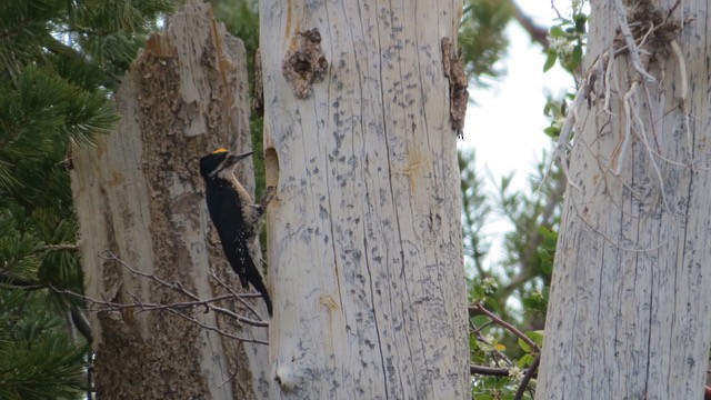 Black-backed Woodpecker - ML463712741