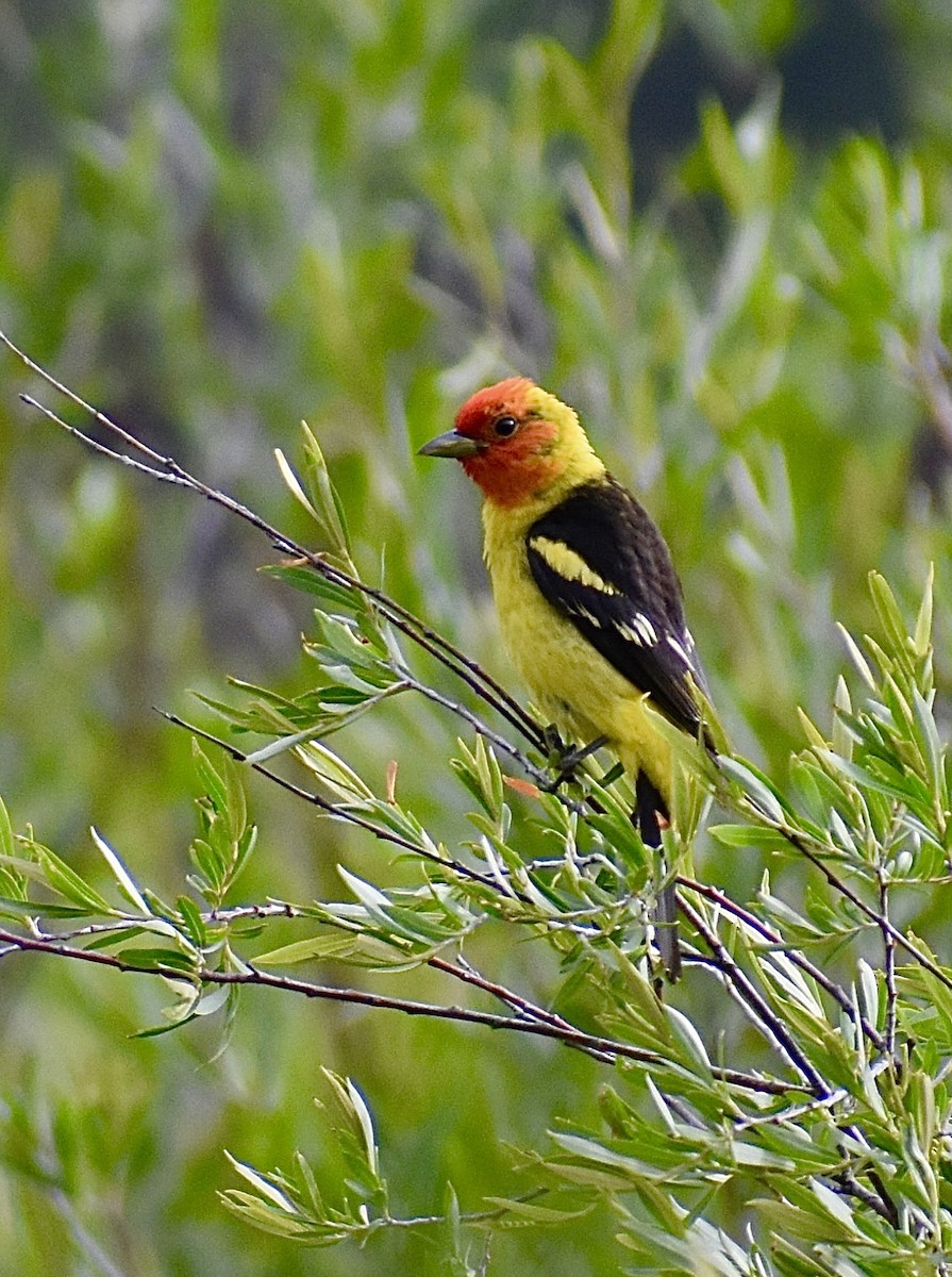 Western Tanager - ML463713941