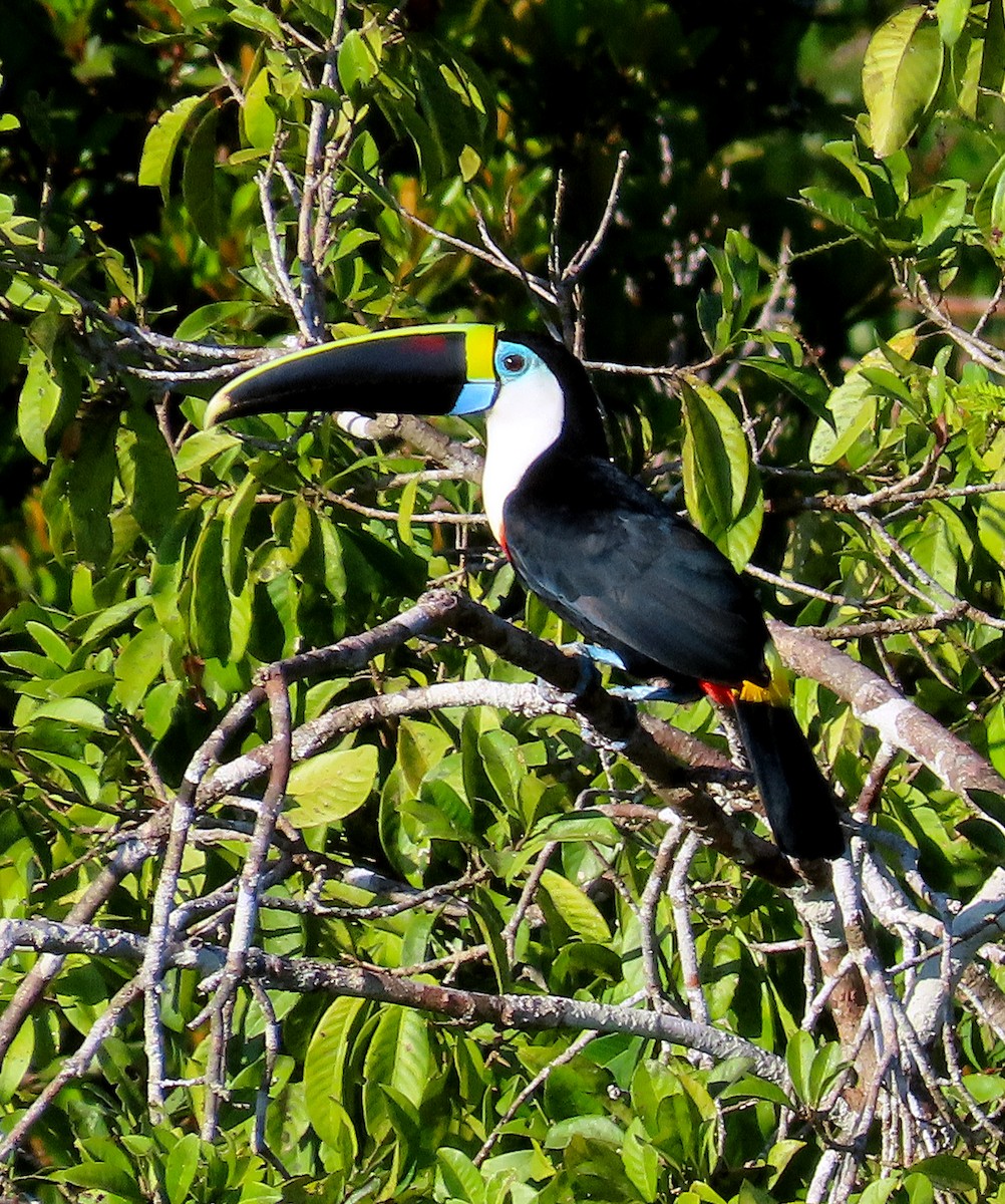 White-throated Toucan - Kathy Carroll