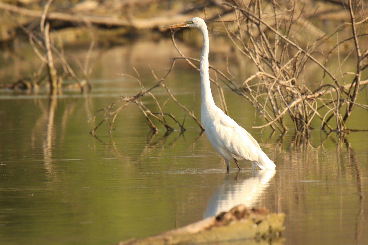 Great Egret - ML463717911