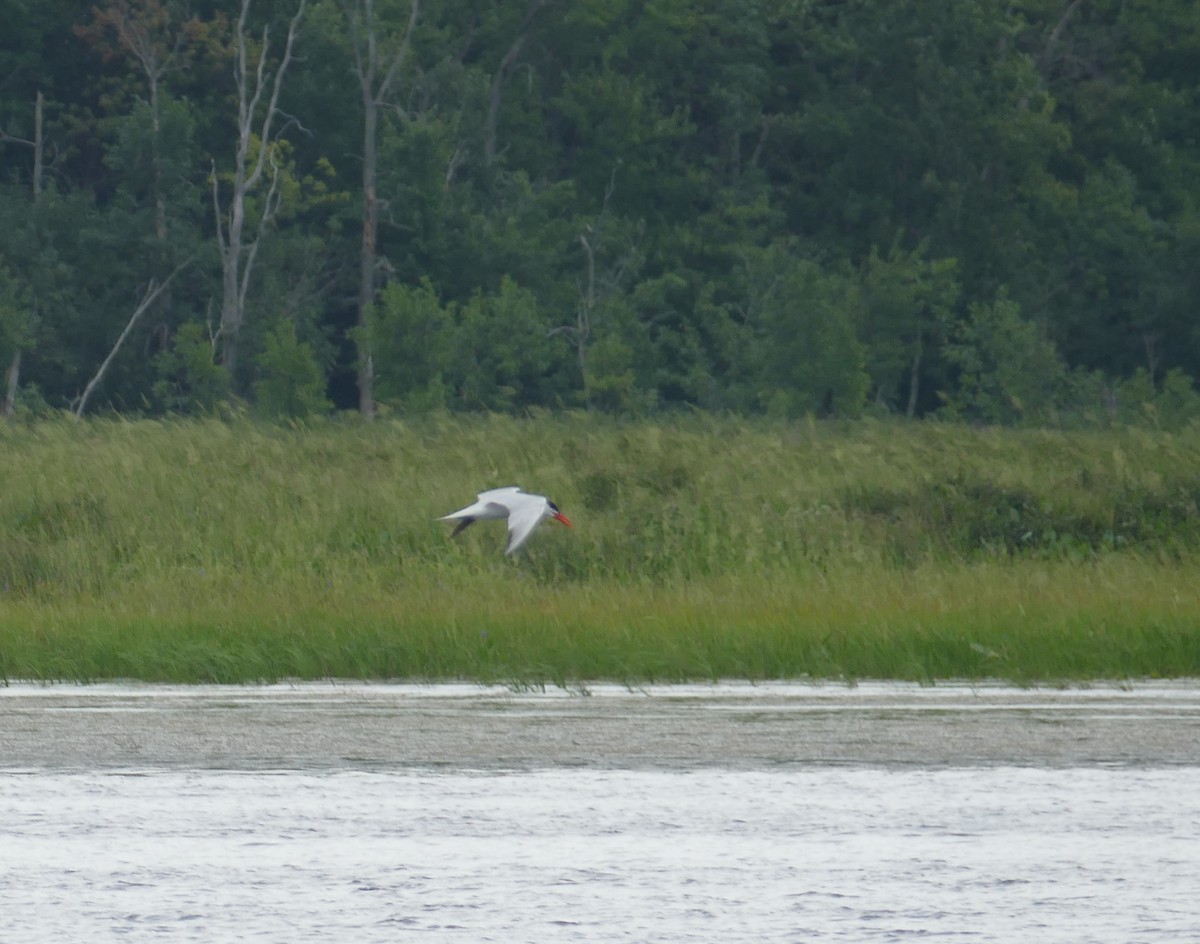 Caspian Tern - Nancy Houlihan