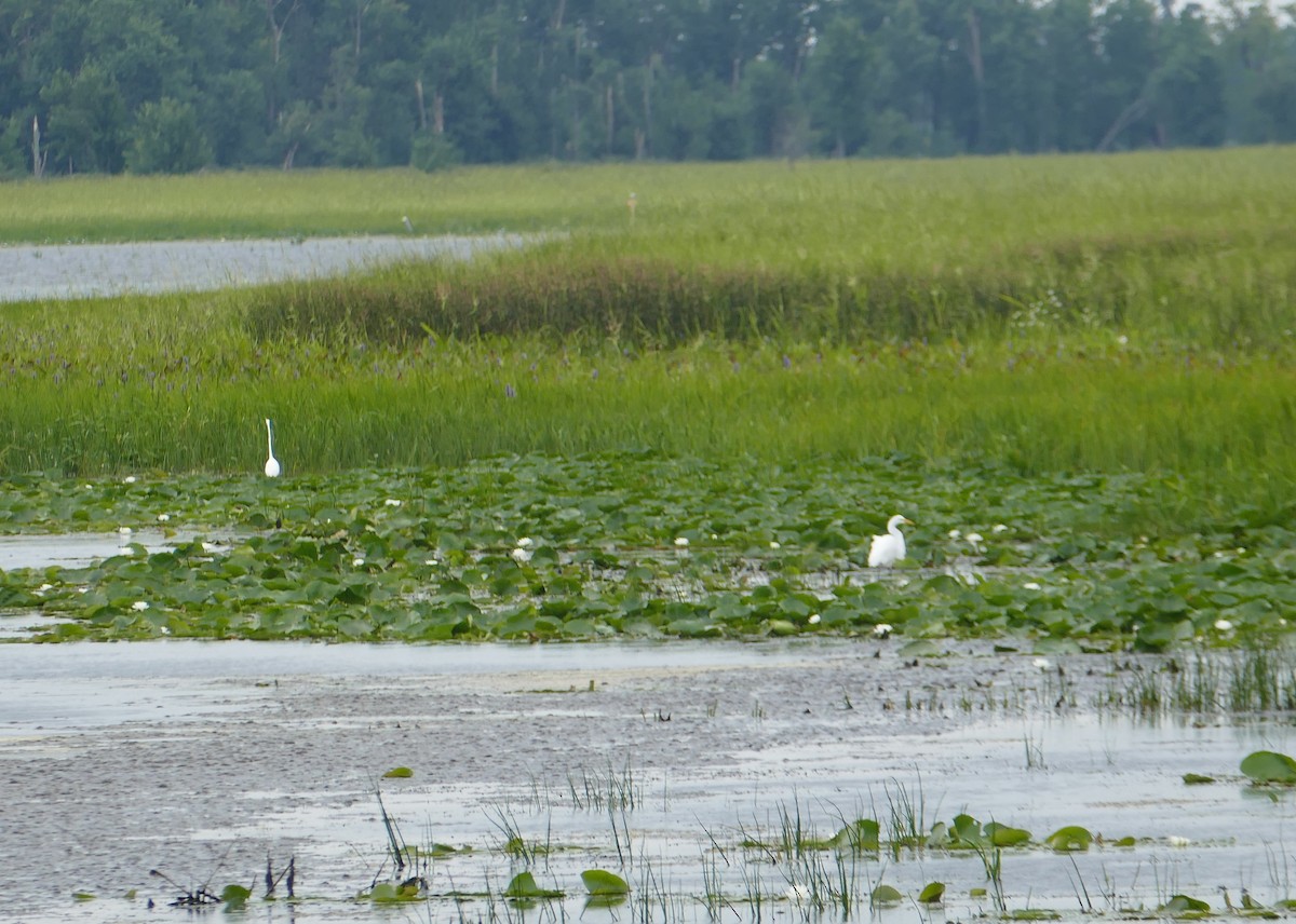 Great Egret - ML463718541