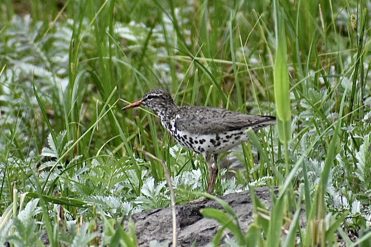 Spotted Sandpiper - ML463723541