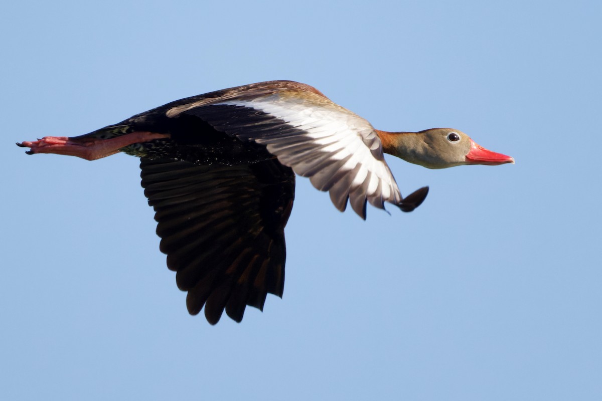 Black-bellied Whistling-Duck - ML463723661