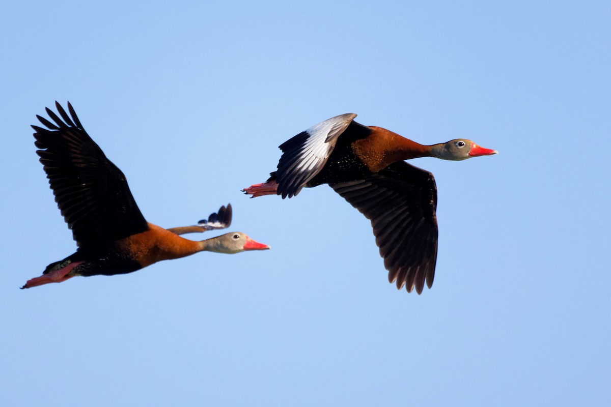 Black-bellied Whistling-Duck - ML463723681