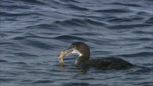 Common Loon - ML463724