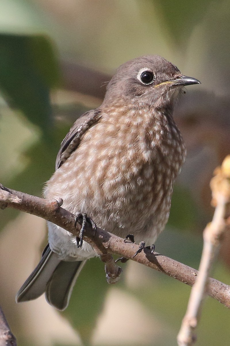 Western Bluebird - Jeffrey Fenwick