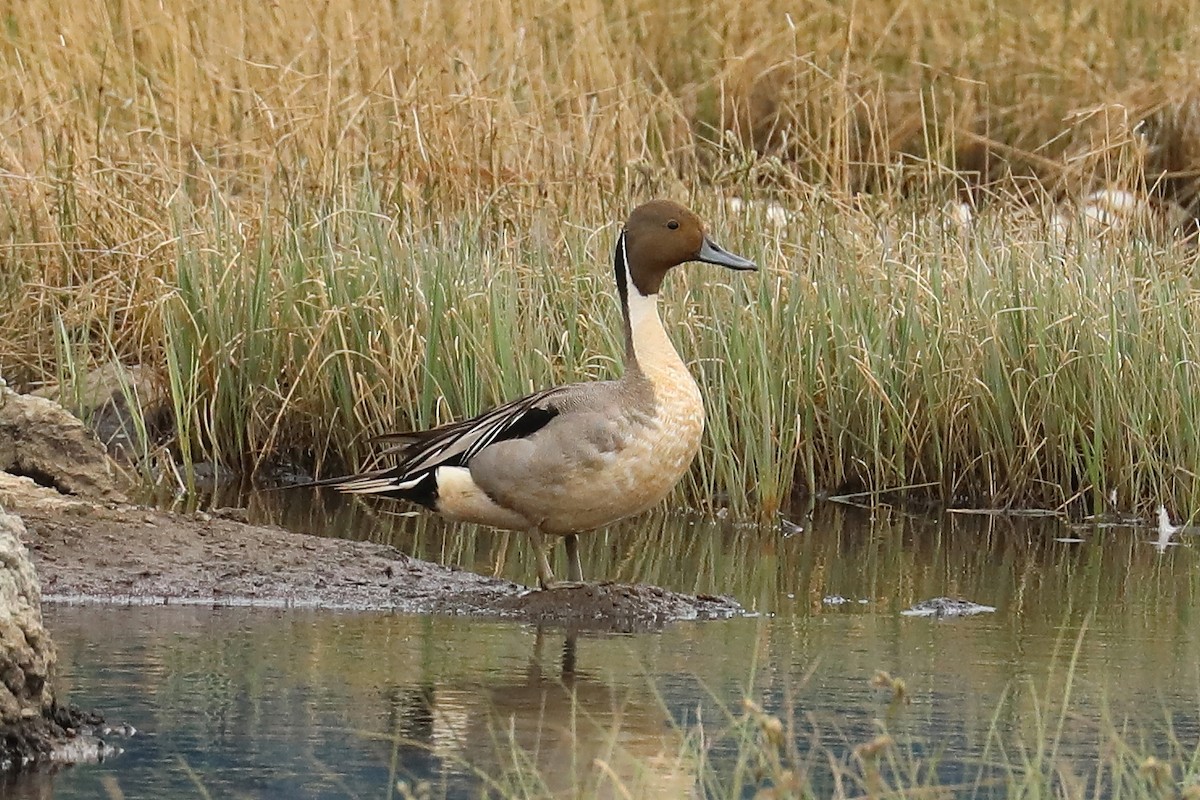 Northern Pintail - ML463725781