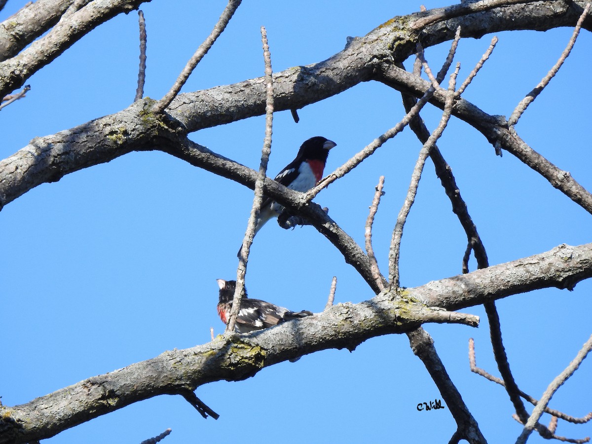 Picogrueso Pechirrosado - ML463726241