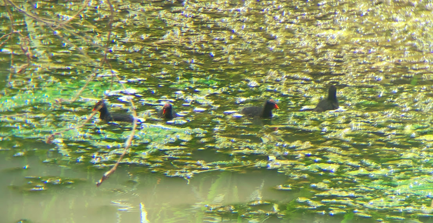 Eurasian Moorhen - ML463727681