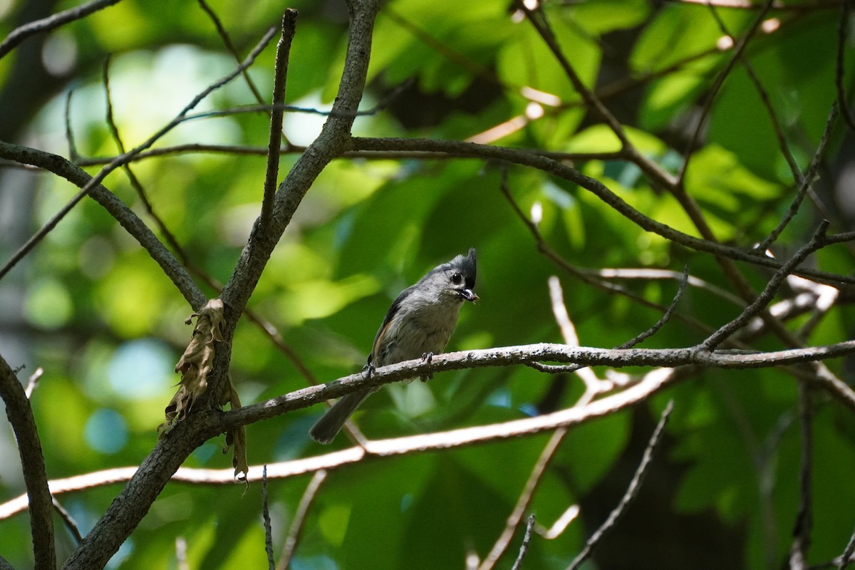 Tufted Titmouse - ML463730501