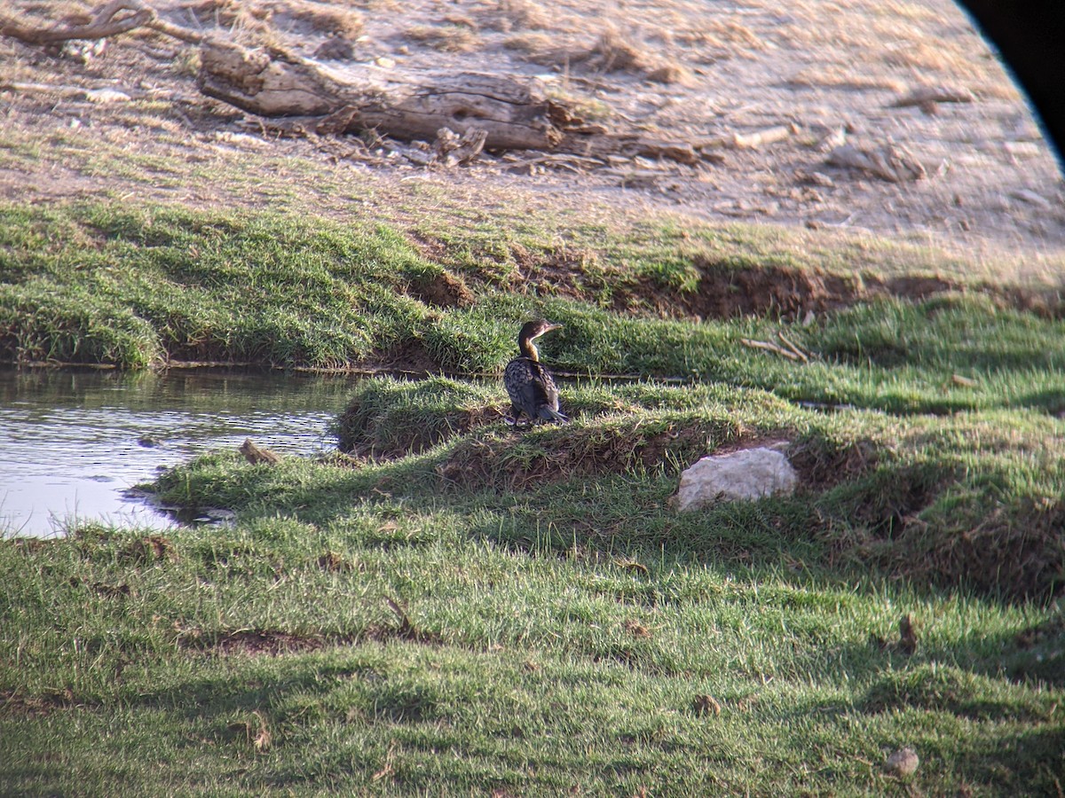 Long-tailed Cormorant - ML463730721