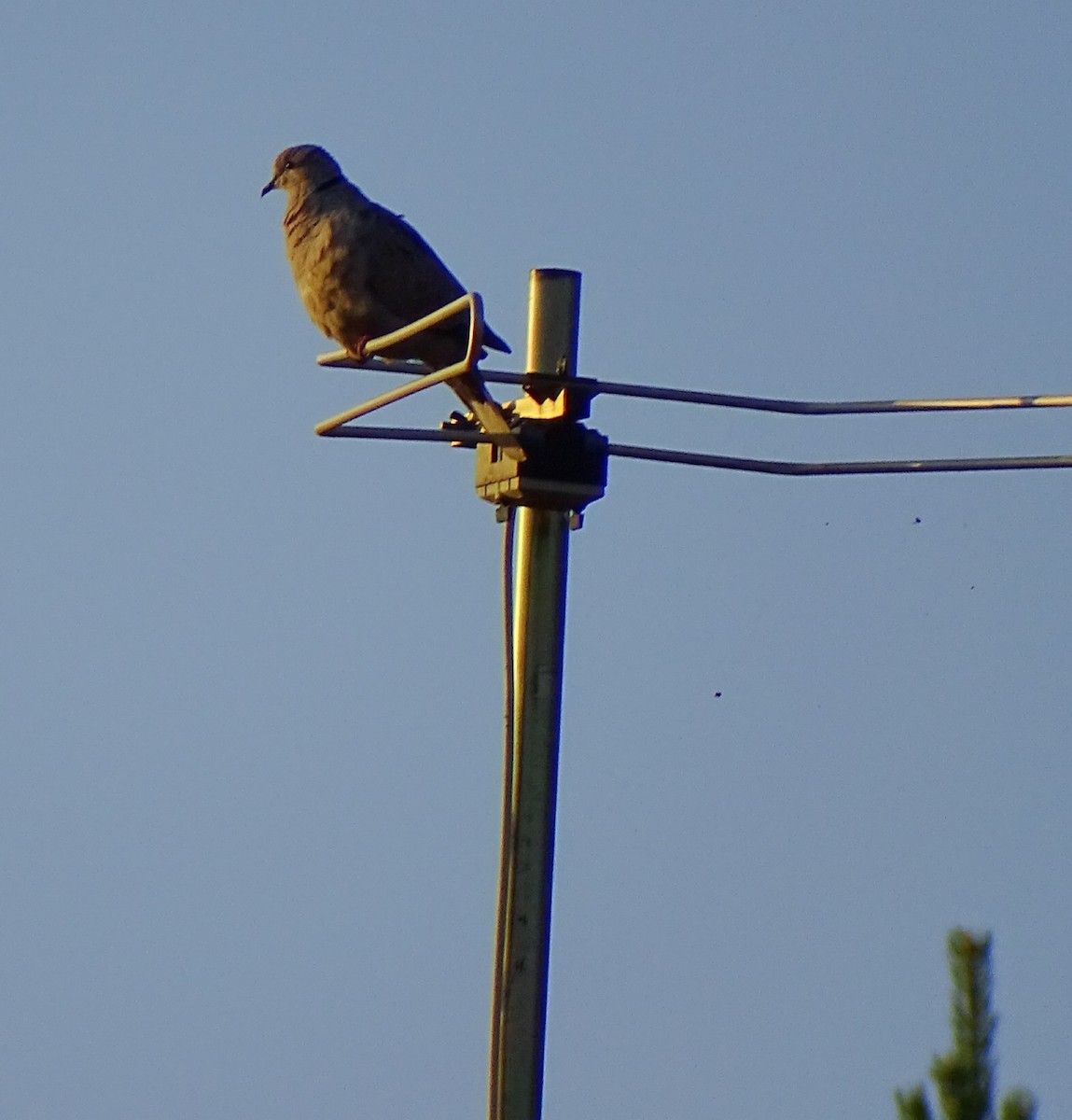 Eurasian Collared-Dove - ML463731261