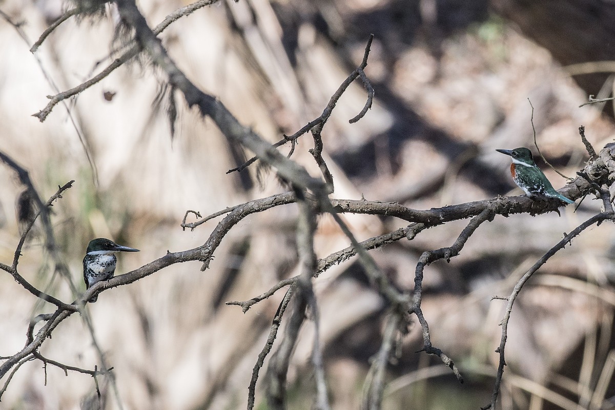 Green Kingfisher - ML46373281