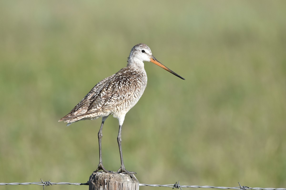 Marbled Godwit - ML463733621