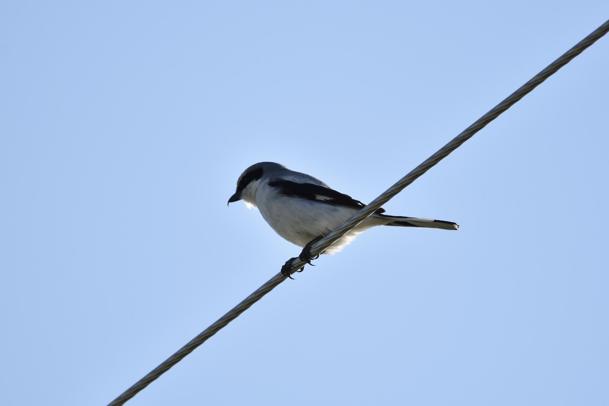 Loggerhead Shrike - ML463733671