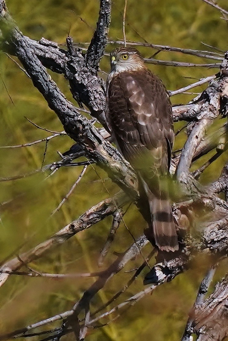 Sharp-shinned Hawk - ML463733921