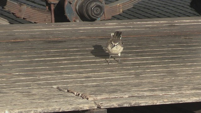 Chalk-browed Mockingbird - ML463734441