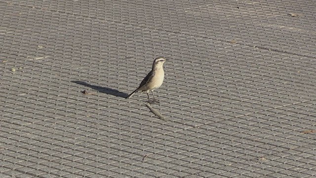 マミジロマネシツグミ - ML463735251