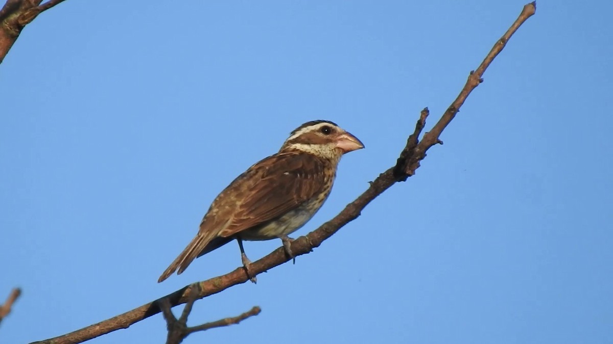 Picogrueso Pechirrosado - ML463736171