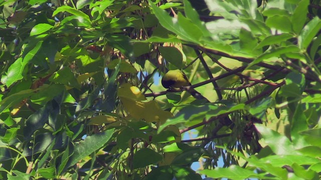 Hooded Siskin - ML463736491