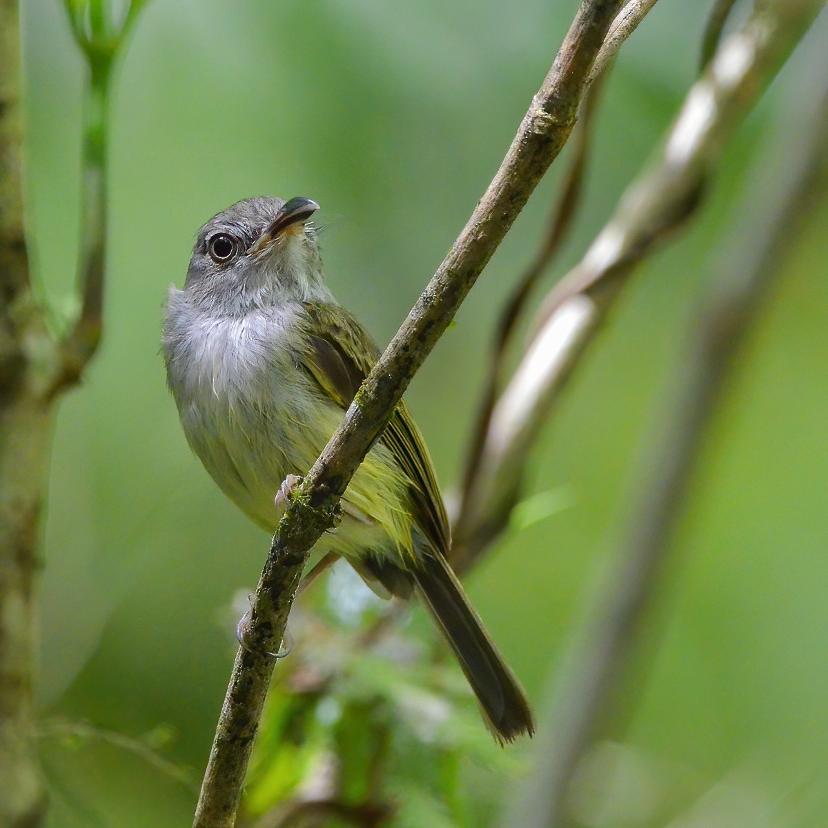 Northern Bentbill - Ramón Trinchan Guerra