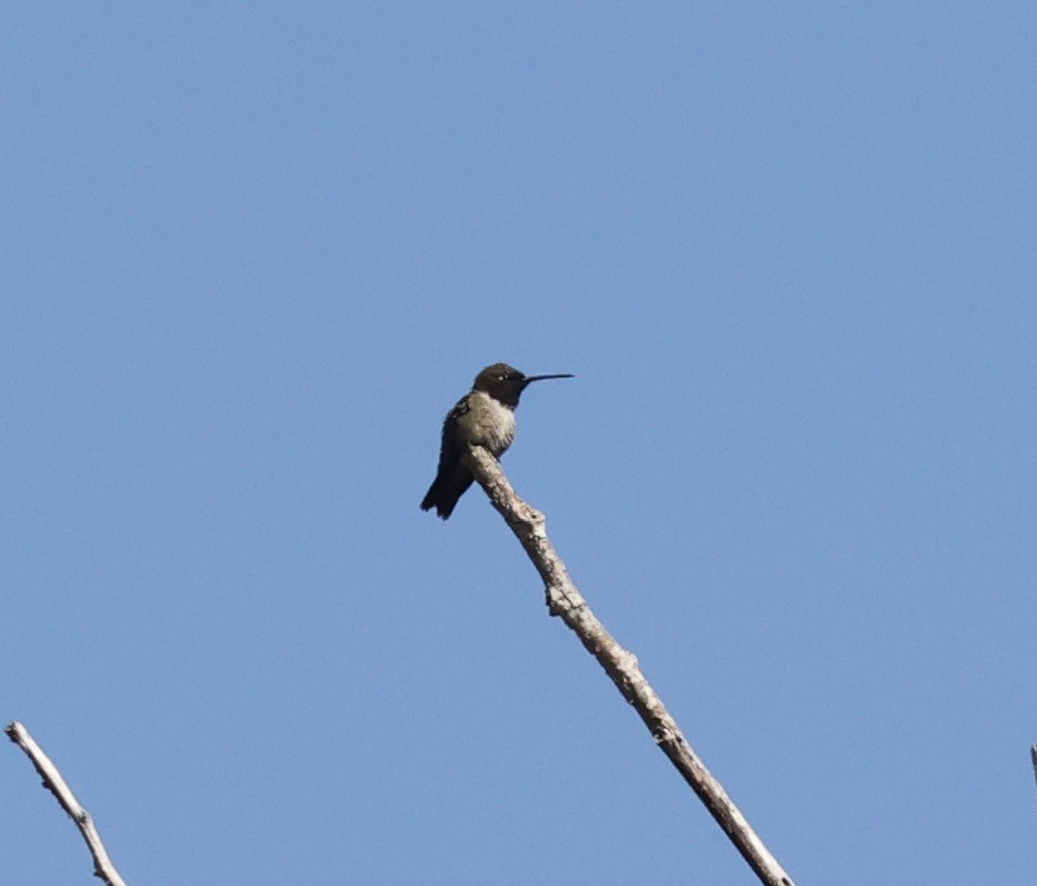 Black-chinned Hummingbird - ML463738561