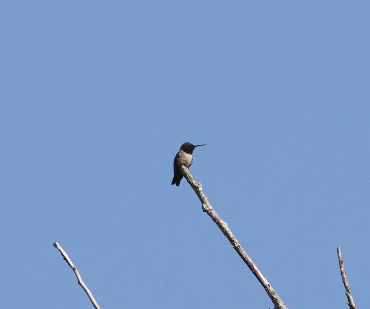 Black-chinned Hummingbird - ML463738591