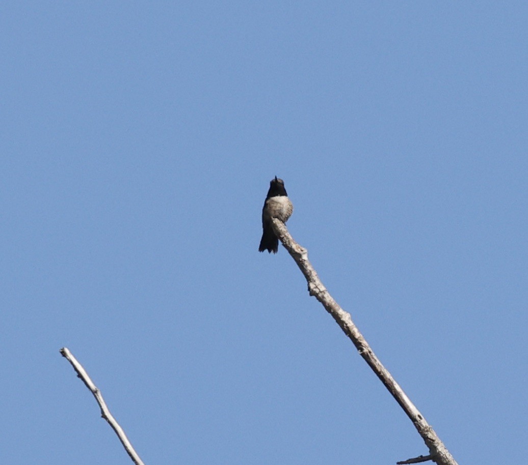 Black-chinned Hummingbird - ML463738601