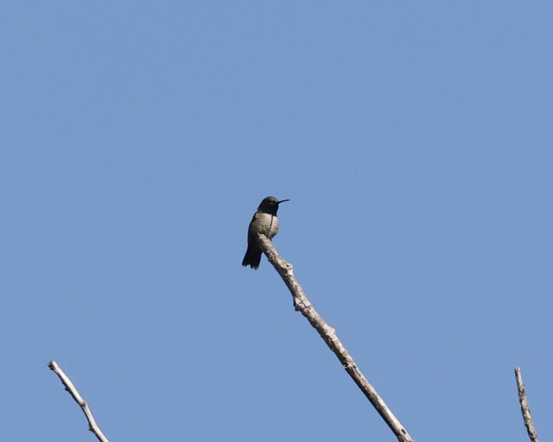 Black-chinned Hummingbird - ML463738631