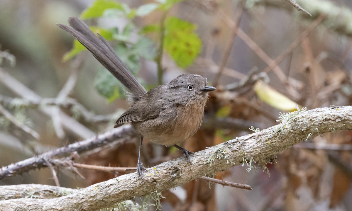 Wrentit - ML463739791