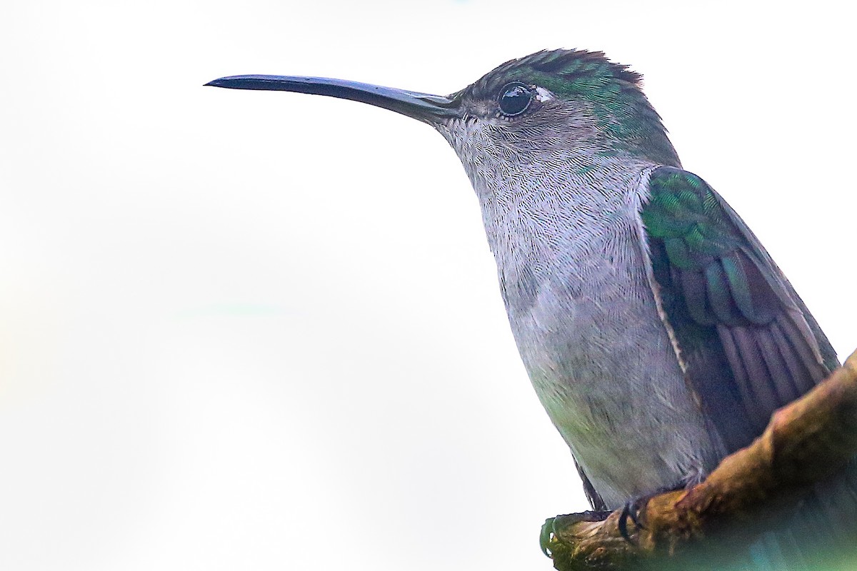 Gray-breasted Sabrewing - Frank Thierfelder