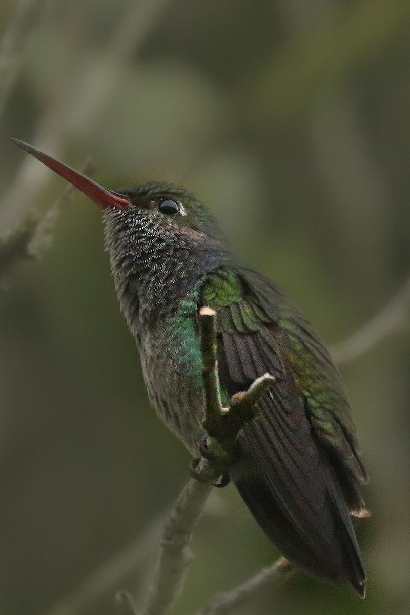 Sapphire-spangled Emerald - Frank Thierfelder