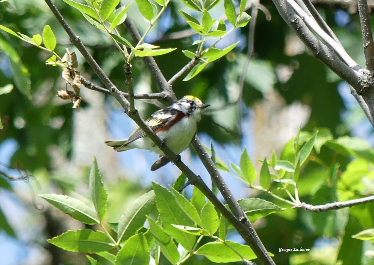 Chestnut-sided Warbler - ML463741551