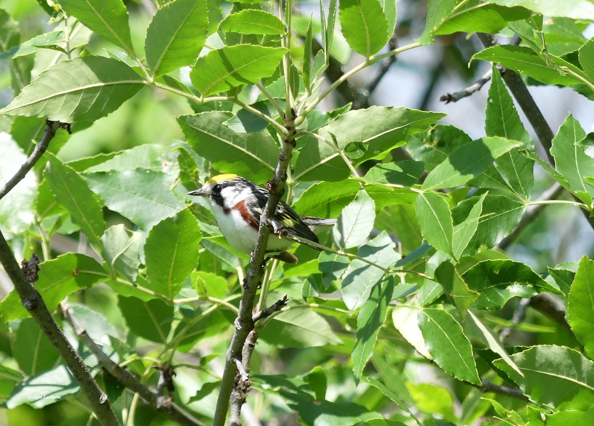 Chestnut-sided Warbler - ML463741561