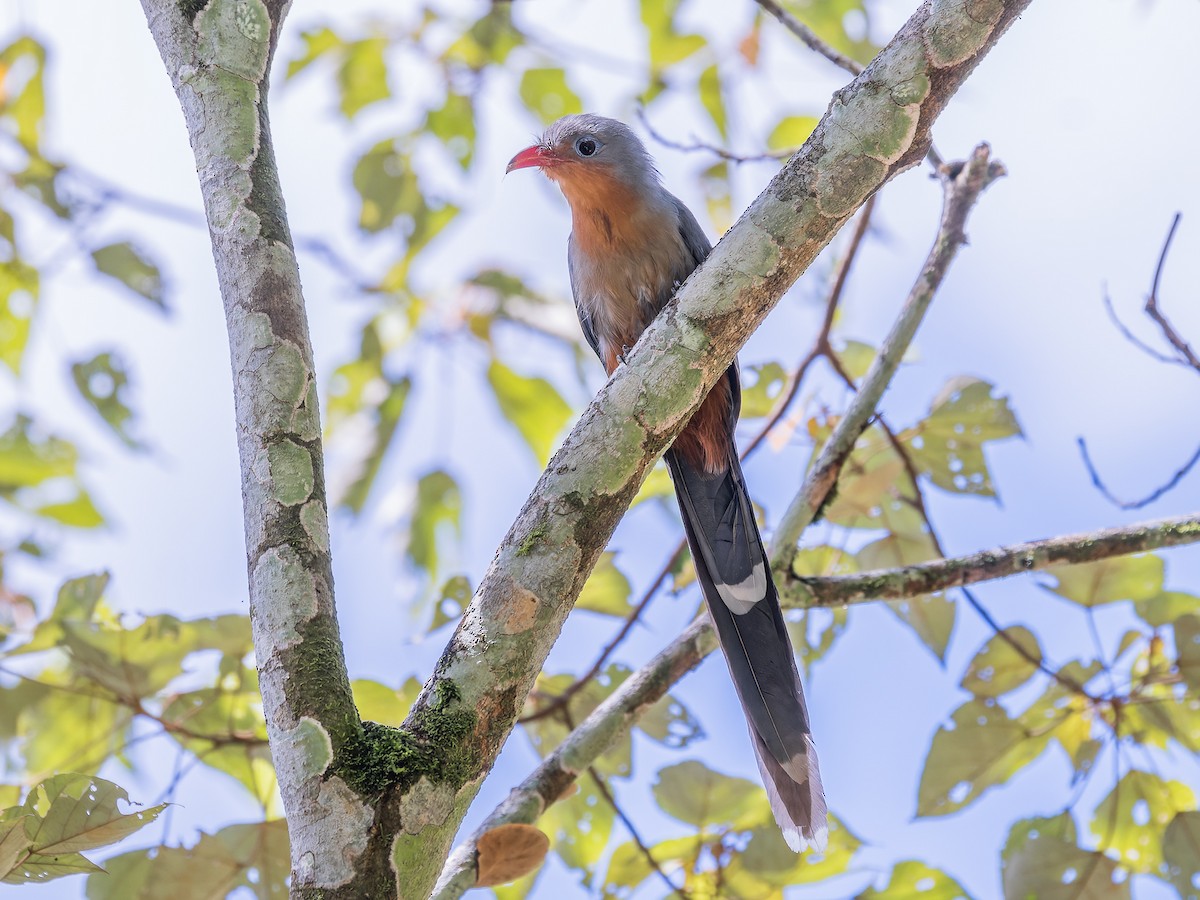 Red-billed Malkoha - ML463741821