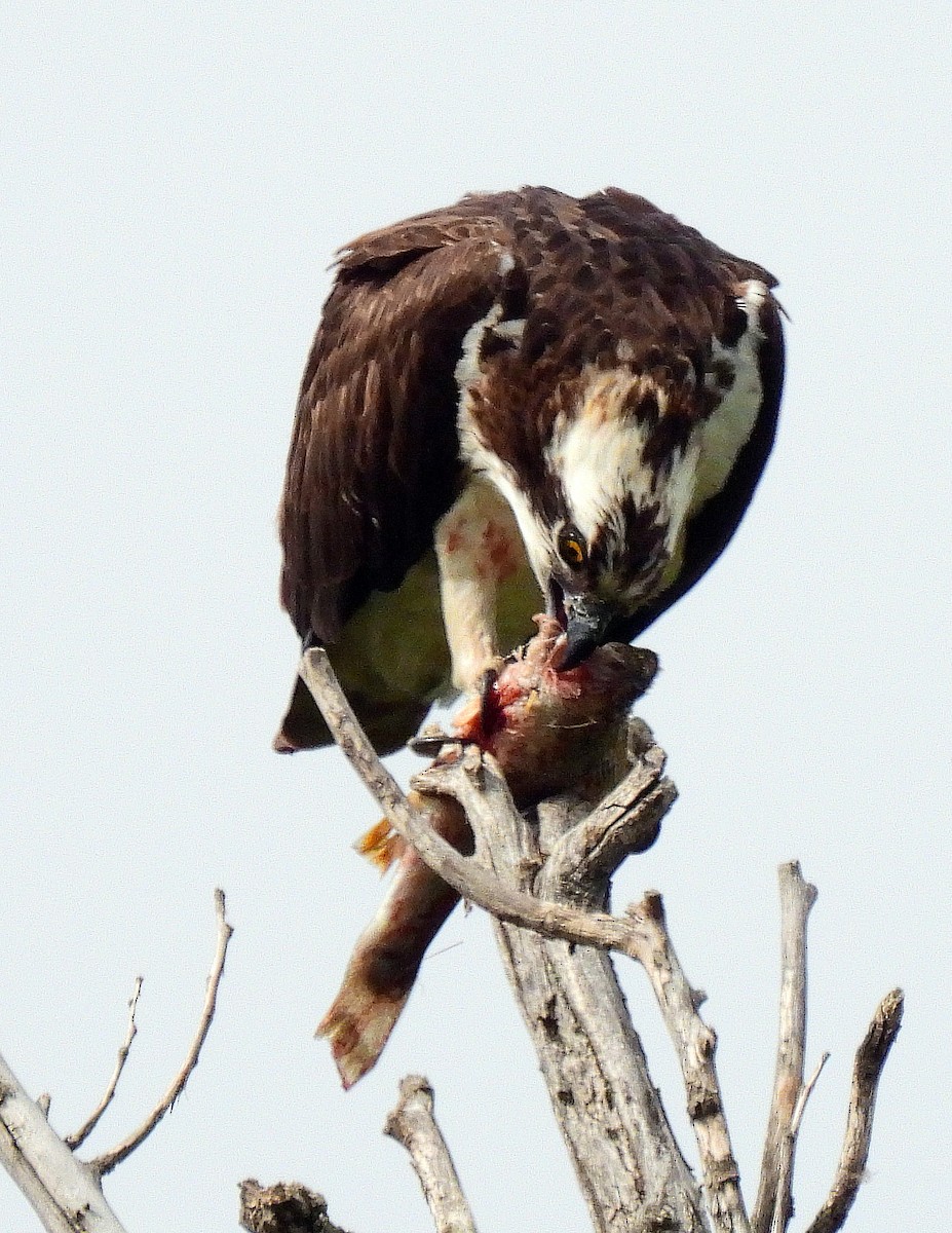 Osprey - Charles Hundertmark